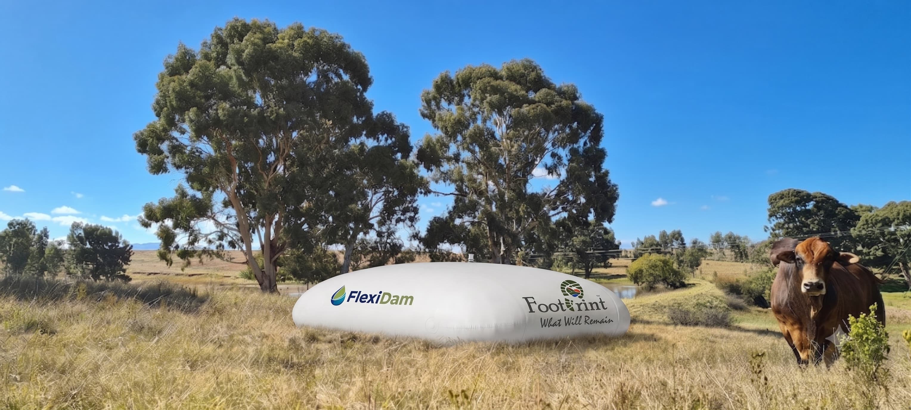 A FlexiDam pillow tank carrying the FlexiDam and Footprint logos, standing in dry veld between gum trees while a Brahman cow grazes alongside